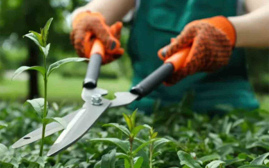 Profitez du jardin et de l&rsquo;été sans douleur, conseil d&rsquo;un chiropraticien